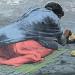 StreetVendor(preliminary)