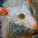 Opossum